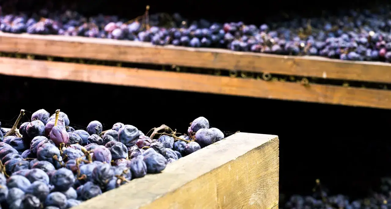 Getrocknete Trauben auf Holzkisten, die für die Herstellung von Amarone-Wein verwendet werden.