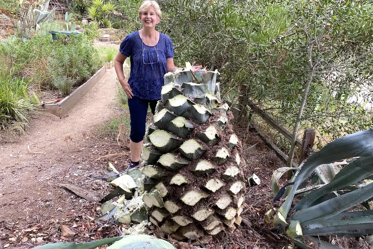 Frau steht neben einer riesigen Agave, dem Rohstoff, woraus ist Tequila.