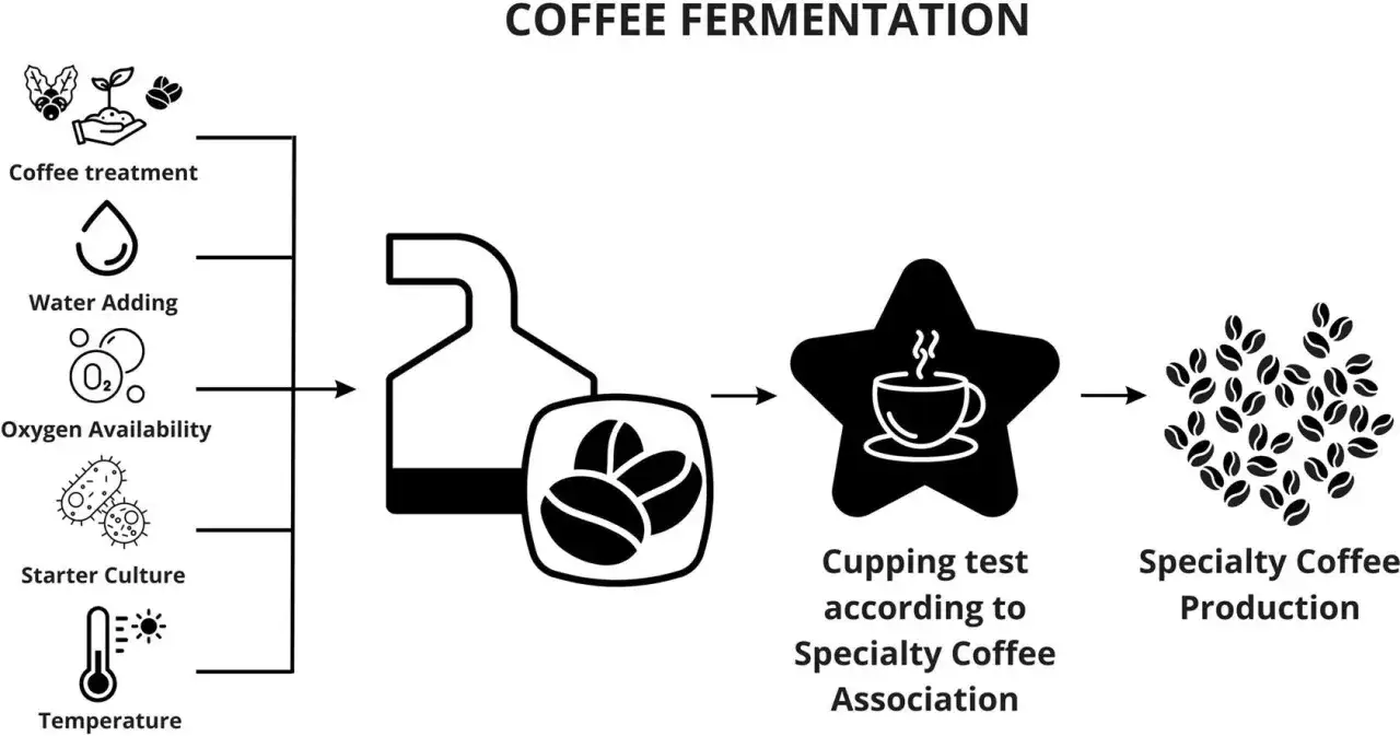Schema zeigt, wie Kaffee fermentiert wird: Von der Behandlung &uuml;ber Wasser, Sauerstoff, Starterkultur und Temperatur bis zum Cupping-Test und zur Spezialit&auml;tenkaffee-Produktion.