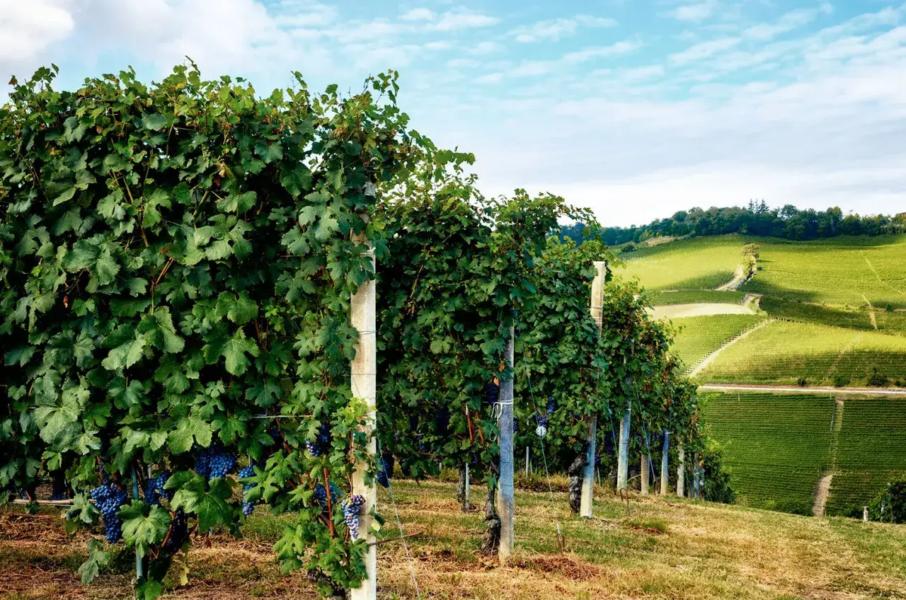 Reife Nebbiolo Trauben hängen an grünen Rebstöcken, die sich über sanfte Hügel erstrecken.