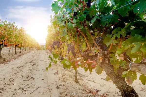 Reife Trauben an einem sonnigen Tag in einem Weinberg in Rioja, Spanien. Der perfekte Ort für exzellenten Wein.